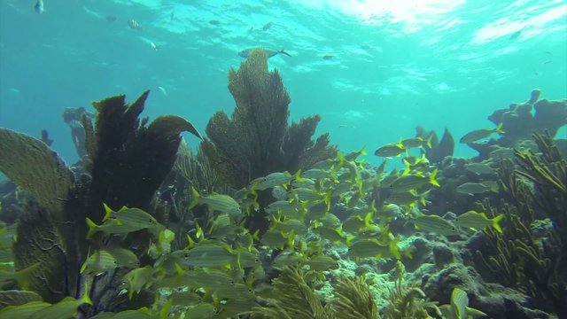 Beautiful tropical fish swim around a reef underwater.