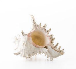 sea shell on white background