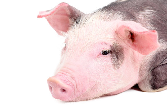 Portrait of a cute piglet, closeup