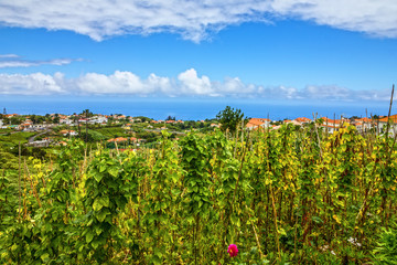Fototapeta na wymiar Madeira, Portugal, Santana rural landscape