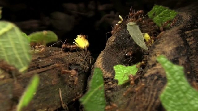 Leafcutter ants move leaves across a forest floor.