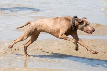 Tobender Hund am Strand