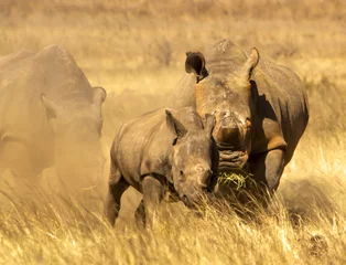 Papier Peint photo Rhinocéros Mère et bébé de rhinocéros en fuite