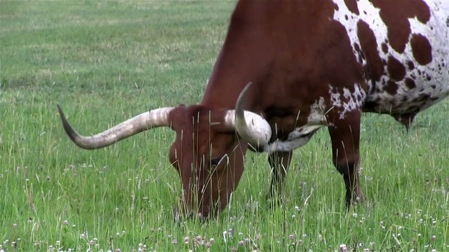 A Texas longhorn cow grazes in a field.