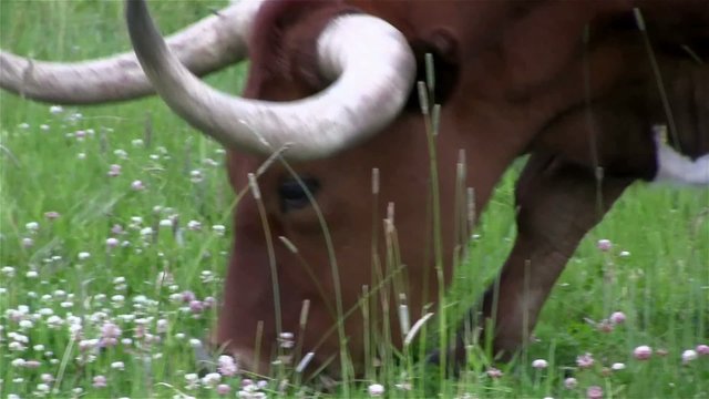 A Texas longhorn cow grazes in a field.