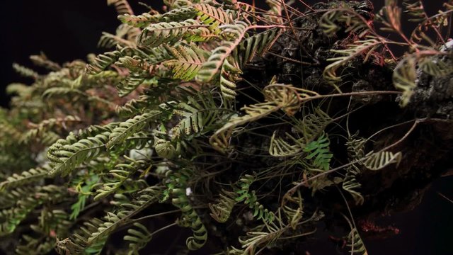 A time lapse shot of ferns unfolding against a black backdrop.