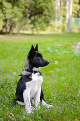 Laika Puppy, hunting dog, purebred puppy in the Park on the grass. Russian European Laika. Three-month puppy. Doggy.