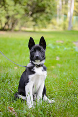 Laika Puppy, hunting dog, purebred puppy in the Park on the grass. Three-month puppy. Doggy.