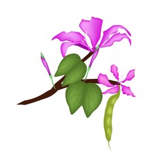 Obraz premium Bauhinia Purpurea or Orchid Tree on White Background
