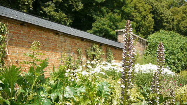 Plants at an old walled botanical garden