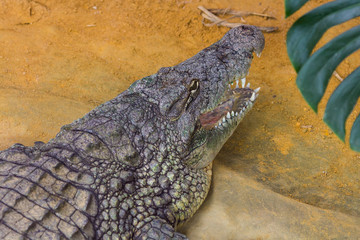 giant Nile crocodile with its huge open mouth (Crocodylus niloti)
