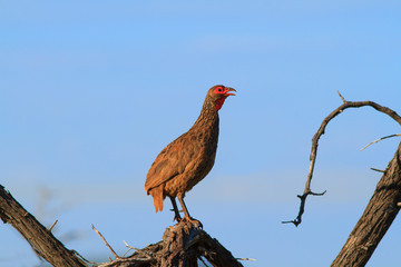 Swainson's Spurfowl