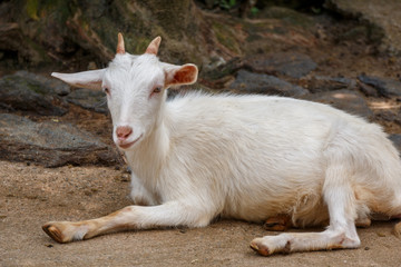 山羊のポートレート
