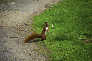 Eichhörnchen mit Nuss © bastian herrmann