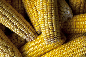 Corn cobs.