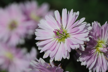 Fototapeta premium Purple flowers