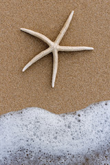Starfish on beach sand, foam of the sea