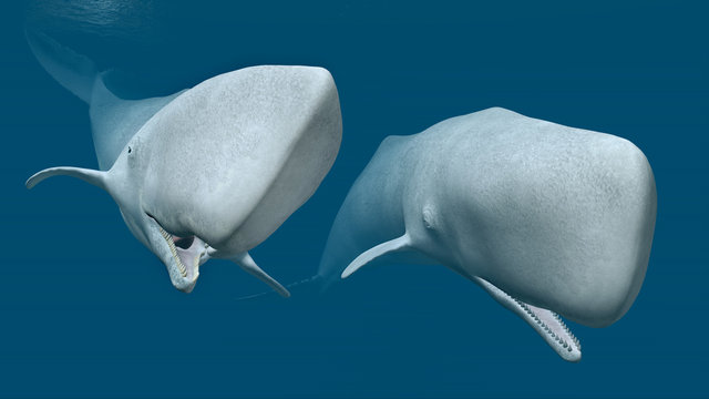 Two Sperm Whales