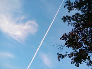 След от самолёта в синем небе сквозь ветви рябины