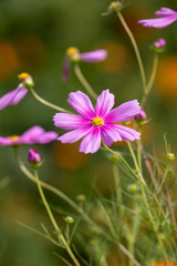 Fototapeta premium コスモス