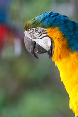 ルリコンゴウインコ