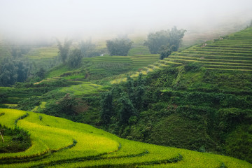Rice fields on terraced of Mu Cang Chai, YenBai, Vietnam. Rice fields prepare the harvest at Northwest Vietnam.
