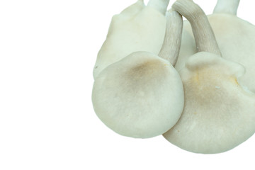 fresh oyster mushrooms