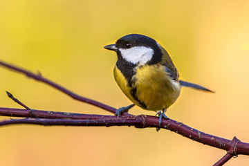 Great tit autumn background