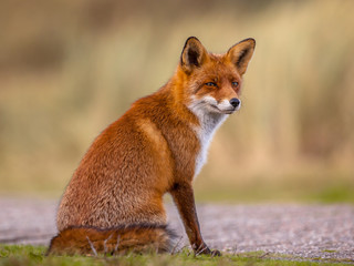 Naklejka premium Red fox waiting