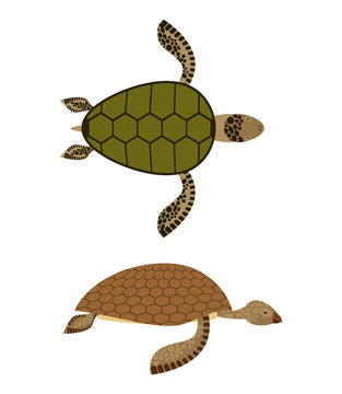 set Water turtle. Side view and top view. Deep-sea animals. Mari