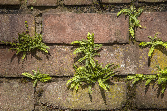 Maidenhair Spleenwort On A Brick Wall