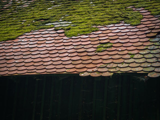 Moos auf Dach