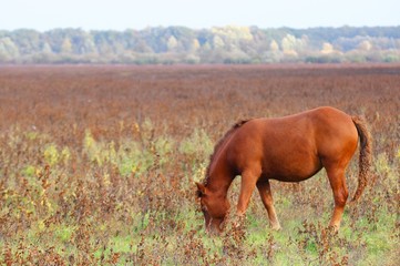 Fototapeta premium Horse