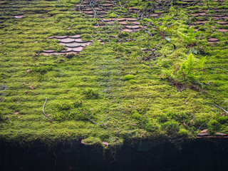 Moos auf Dach