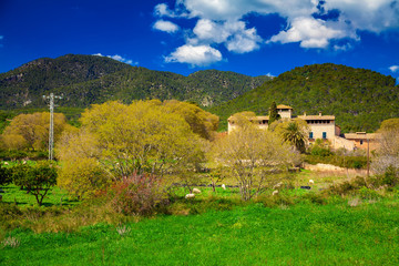 Naklejka premium spring landscape in Mallorca