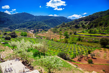 valley with olive grove and vineyard