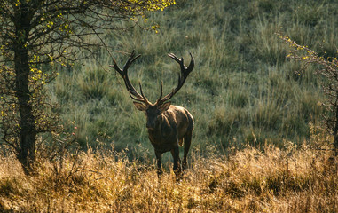 Deer