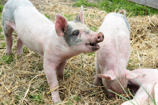 Three little pigglets
