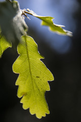 Sheet oak (Quercus), bottom view backlit