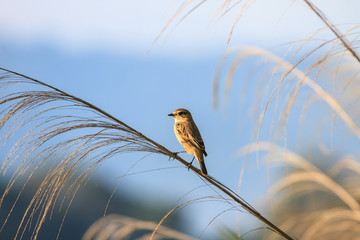 Stonechat female in nature