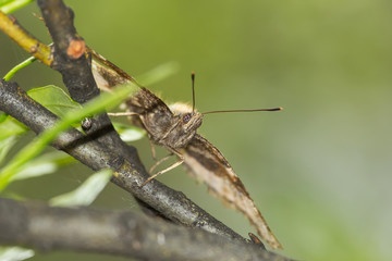 hairy a moth