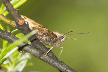 hairy moth in profile