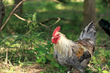 放し飼いのニワトリ