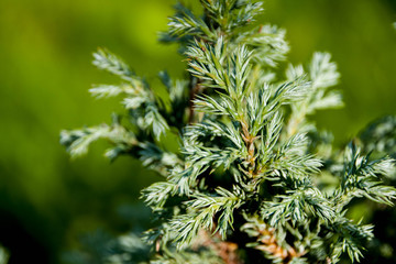 Branches of juniper