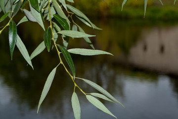 tree branch on a background of the river