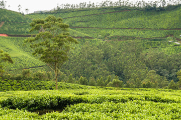 Fototapeta na wymiar Tea plantations munnar india