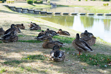 Flock of wild ducks on green grass field. 