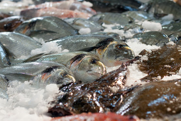  fresh fish at market