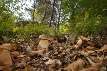 Fototapeta premium Boletus edulis, penny bun, porcino or cep