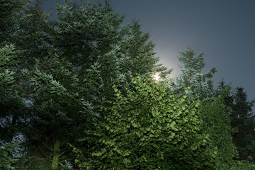 Obraz na płótnie Canvas der Vollmond scheint durch die Bäume - Langzeitbelichtung bei Nacht